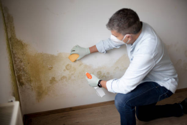 Millbury, OH Mold Removal Company