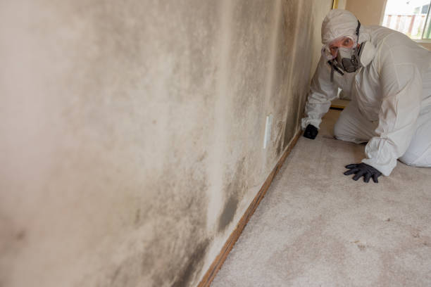 Best Emergency Mold Remediation  in Millbury, OH
